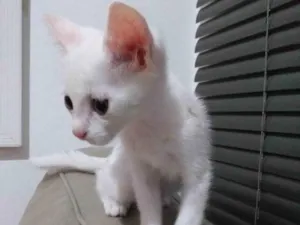 Gato raça SRD-ViraLata idade Abaixo de 2 meses nome Frida