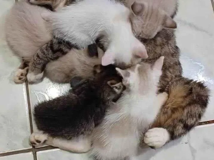 Gato ra a SRD-ViraLata idade Abaixo de 2 meses nome Ninhada