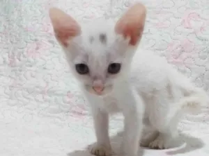 Gato raça SRD-ViraLata idade Abaixo de 2 meses nome Nins