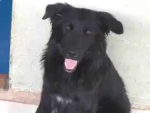 Cachorro raça SRD-ViraLata idade 1 ano nome Apollo