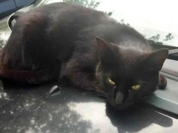 Gato ra a SRD-ViraLata idade 1 ano nome Derek