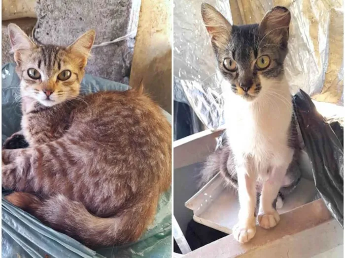 Gato ra a SRD-ViraLata idade 1 ano nome Fêmeas Castradas