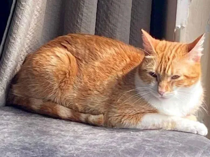 Gato ra a SRD-ViraLata idade 2 anos nome Artemis