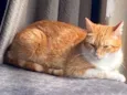 Artemis