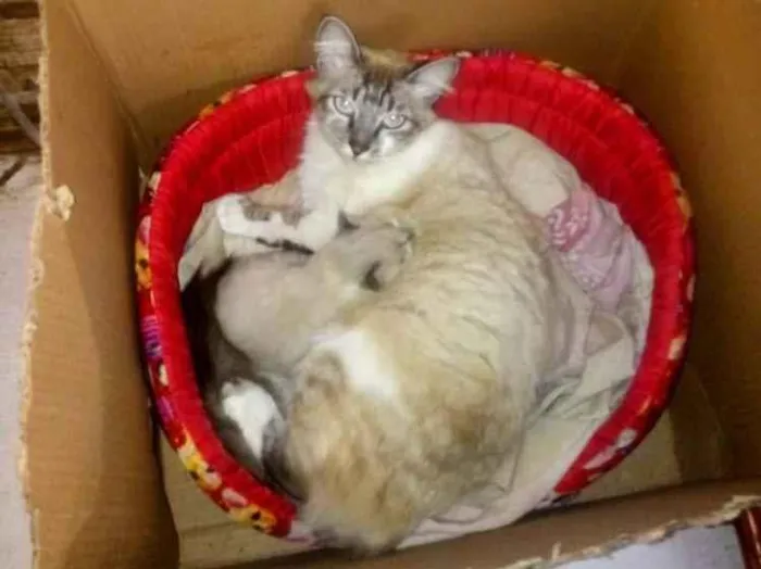 Gato ra a SRD-ViraLata idade 1 ano nome Peluda