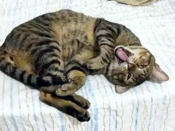 Gato ra a SRD-ViraLata idade 2 anos nome Rajadinho