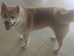 Cachorro raça Akita idade 7 a 11 meses nome Garu