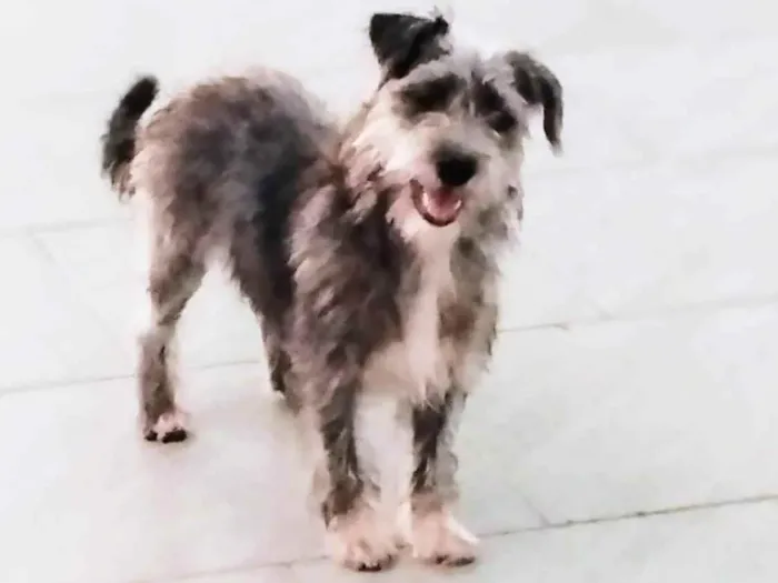 Cachorro ra a SRD-ViraLata idade 2 anos nome Heitor 