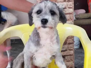 Cachorro raça Poodle idade 1 ano nome Alice