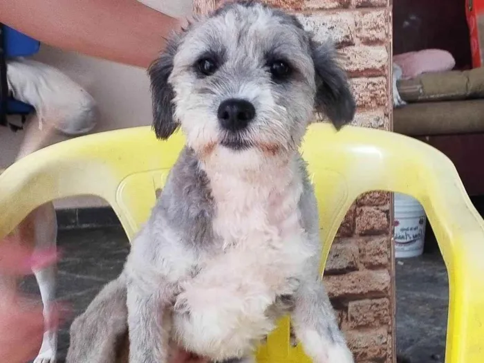 Cachorro ra a Poodle idade 1 ano nome Alice