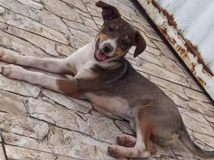 Cachorro ra a SRD-ViraLata idade 2 a 6 meses nome Joaozinho