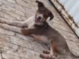 Joaozinho