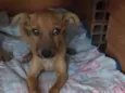Pepito