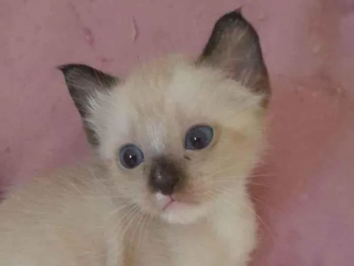 Gato ra a Srs idade 2 a 6 meses nome Peter