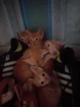 Nao tem