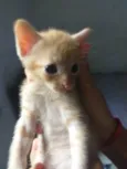 Nao tem