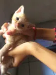 Nao tem