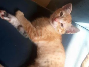 Gato raça SRD-ViraLata idade Abaixo de 2 meses nome ESTRELA