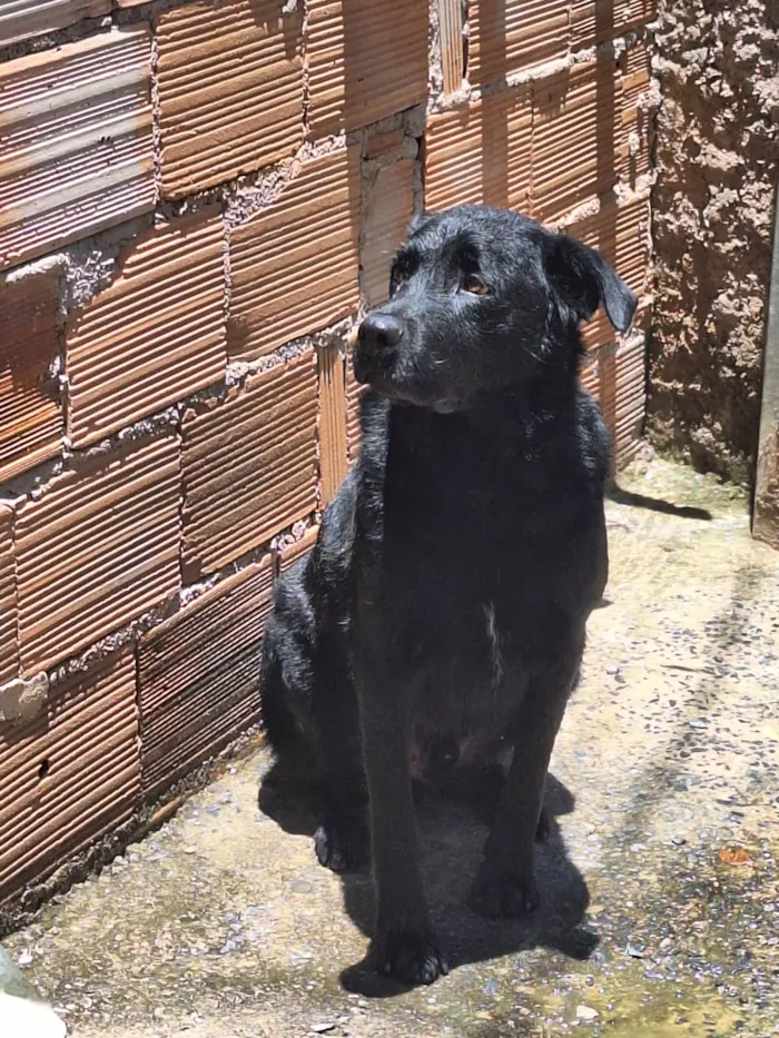 Cachorro ra a Labrador  idade 2 anos nome Negão 