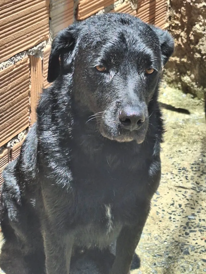 Cachorro ra a Labrador  idade 2 anos nome Negão 