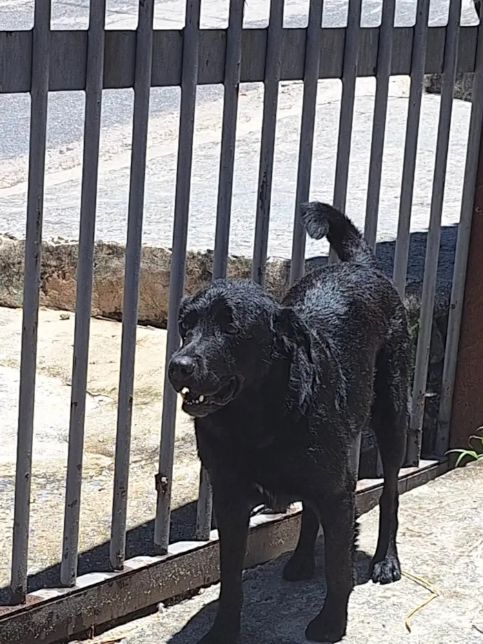 Cachorro ra a Labrador  idade 2 anos nome Negão 