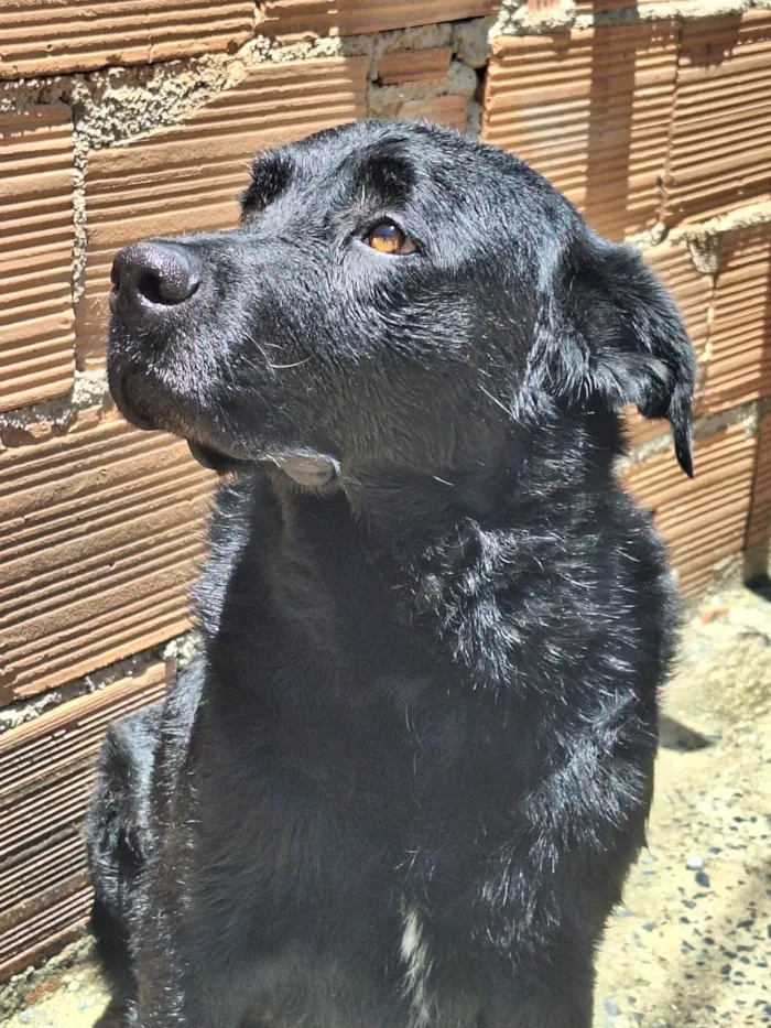 Cachorro ra a Labrador  idade 2 anos nome Negão 