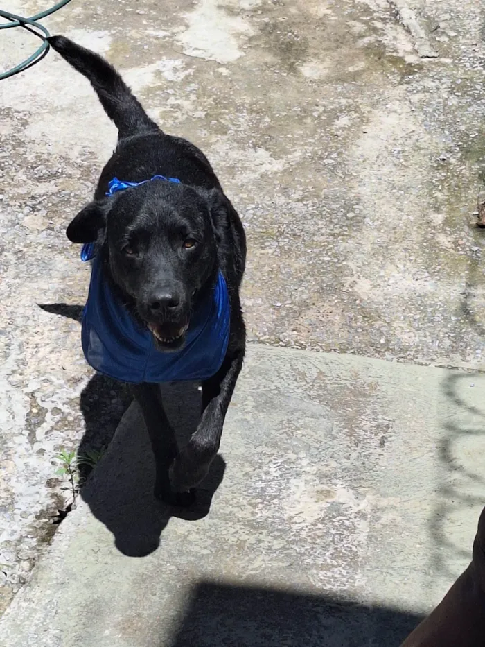 Cachorro ra a Labrador  idade 2 anos nome Negão 