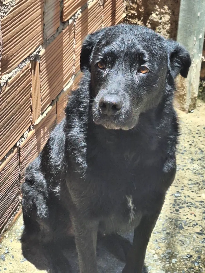 Cachorro ra a Labrador  idade 2 anos nome Negão 