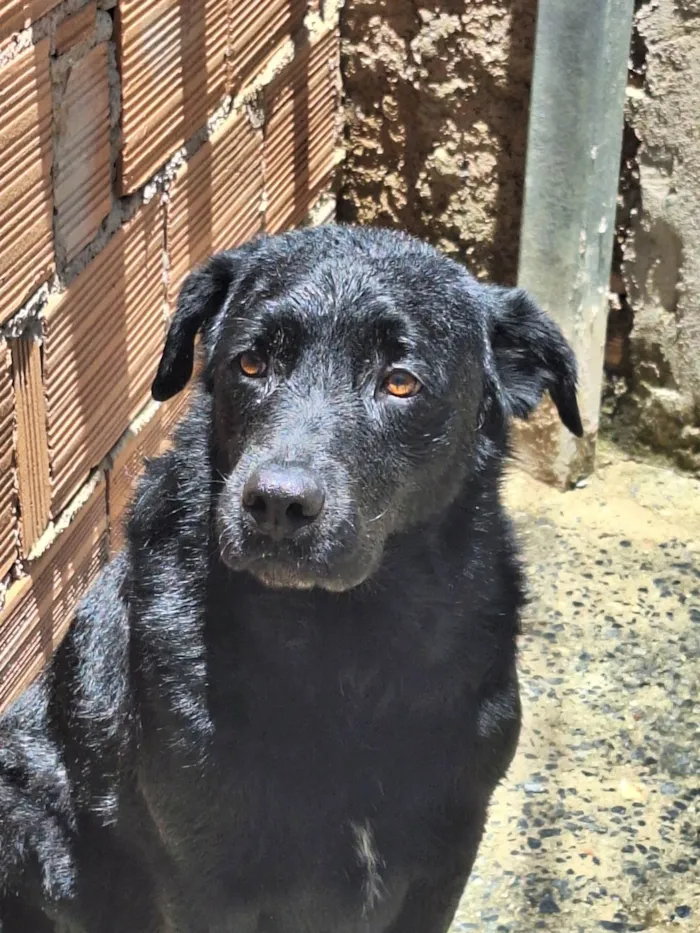 Cachorro ra a Labrador  idade 2 anos nome Negão 