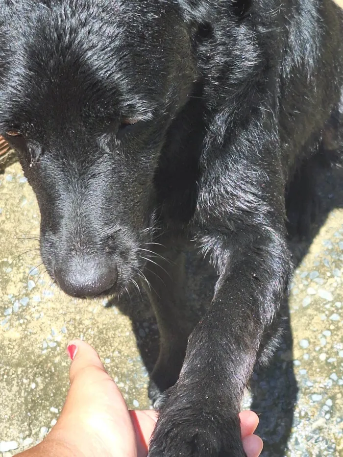 Cachorro ra a Labrador  idade 2 anos nome Negão 