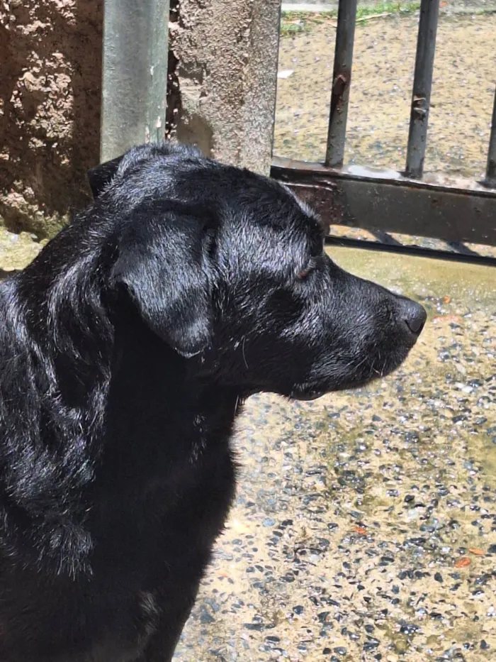 Cachorro ra a Labrador  idade 2 anos nome Negão 