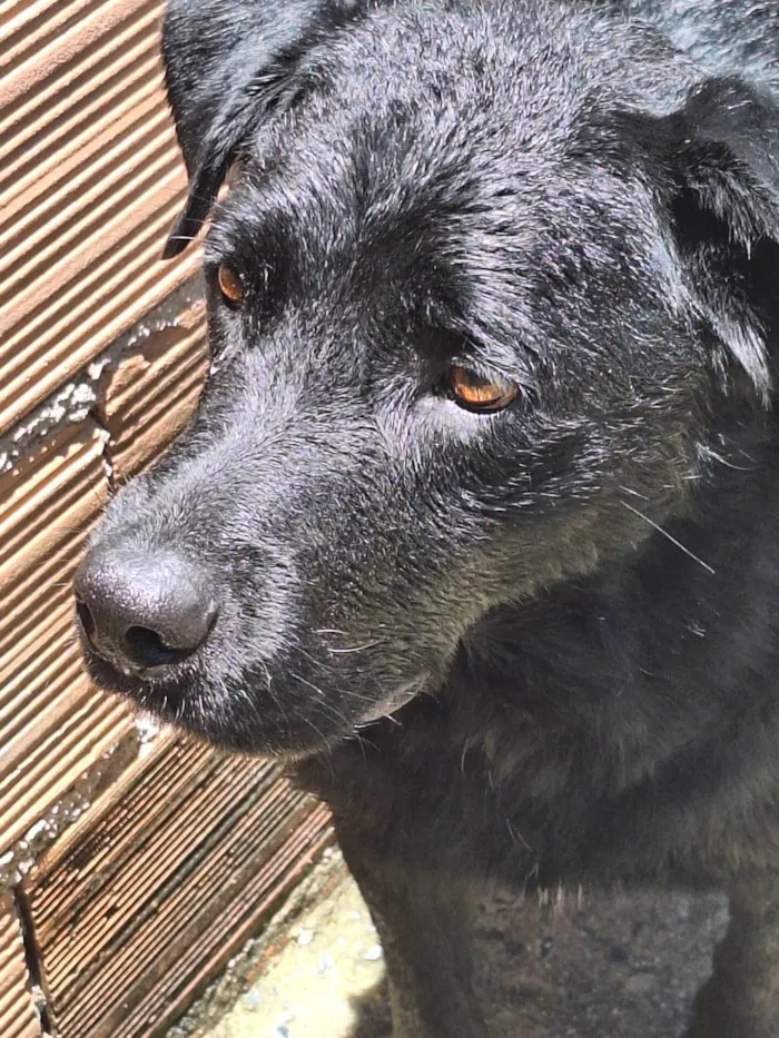 Cachorro ra a Labrador  idade 2 anos nome Negão 