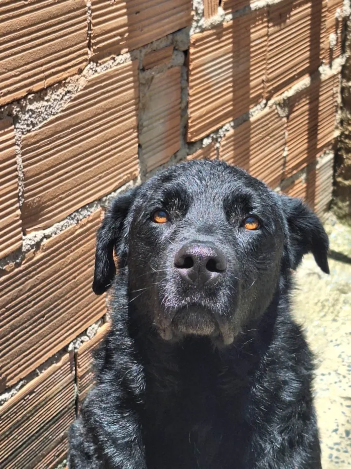 Cachorro ra a Labrador  idade 2 anos nome Negão 