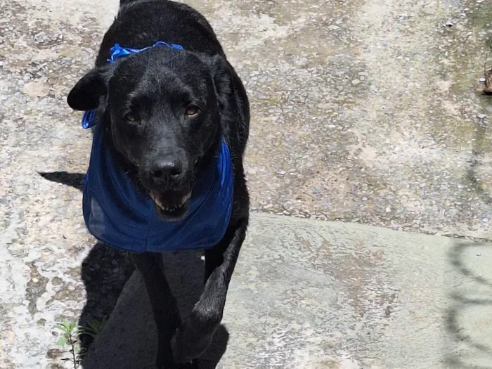 Cachorro ra a Labrador  idade 2 anos nome Negão 