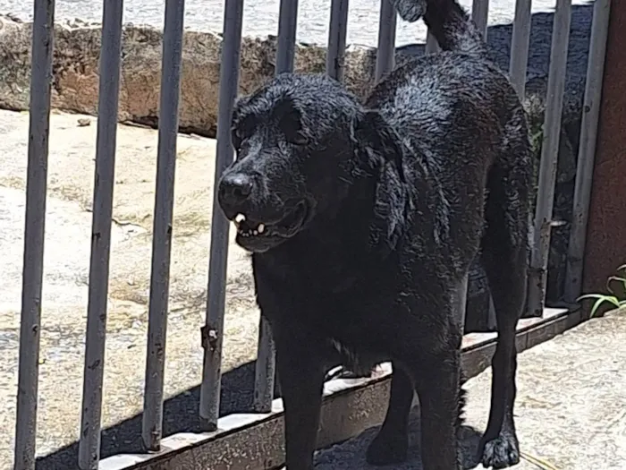 Cachorro ra a Labrador  idade 2 anos nome Negão 