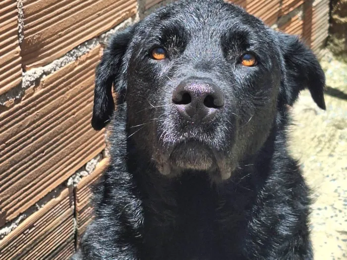 Cachorro ra a Labrador  idade 2 anos nome Negão 