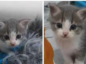 Gato raça  idade 2 a 6 meses nome Zoe