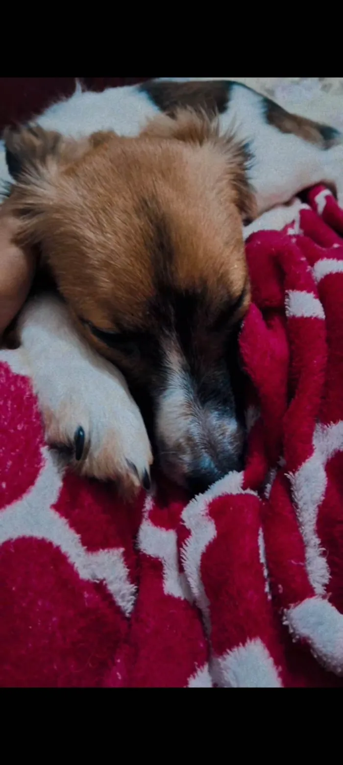 Cachorro ra a SRD-ViraLata idade 2 a 6 meses nome Maya