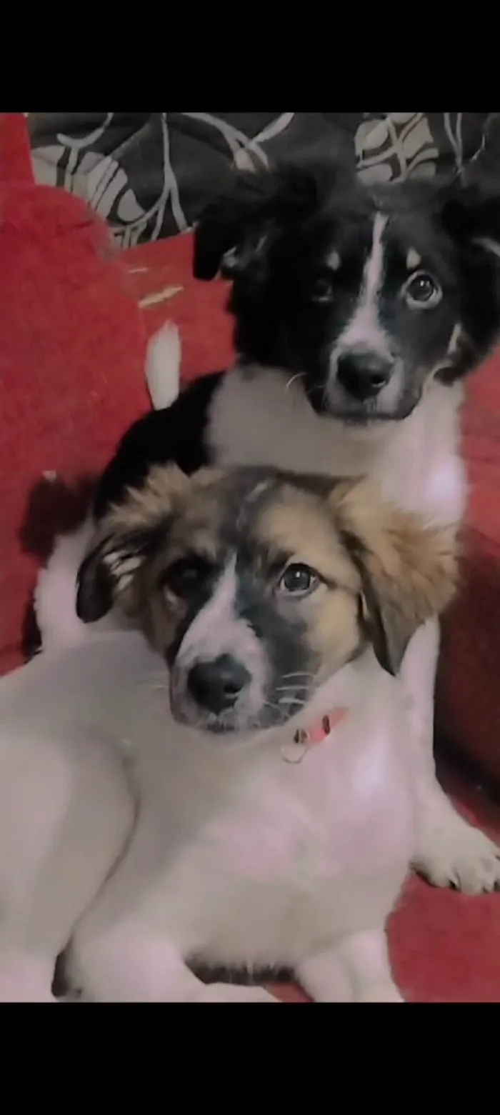 Cachorro ra a SRD-ViraLata idade 2 a 6 meses nome Maya