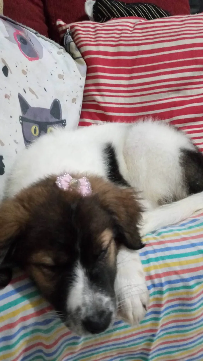 Cachorro ra a SRD-ViraLata idade 2 a 6 meses nome Maya