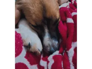 Cachorro raça SRD-ViraLata idade 2 a 6 meses nome Maya