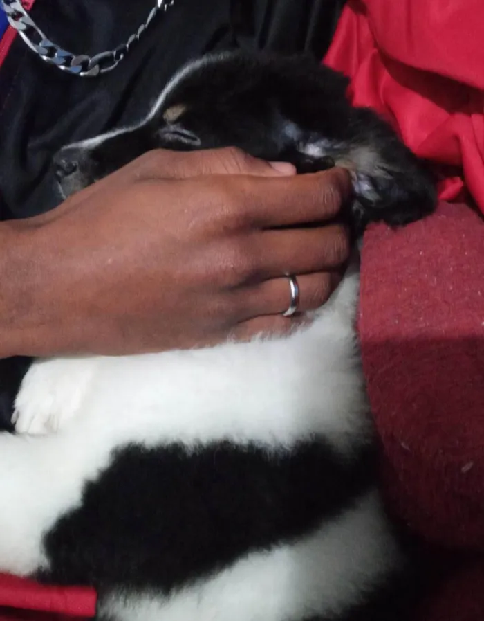 Cachorro ra a SRD-ViraLata idade 2 a 6 meses nome Major