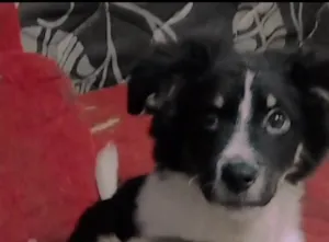 Cachorro raça SRD-ViraLata idade 2 a 6 meses nome Major