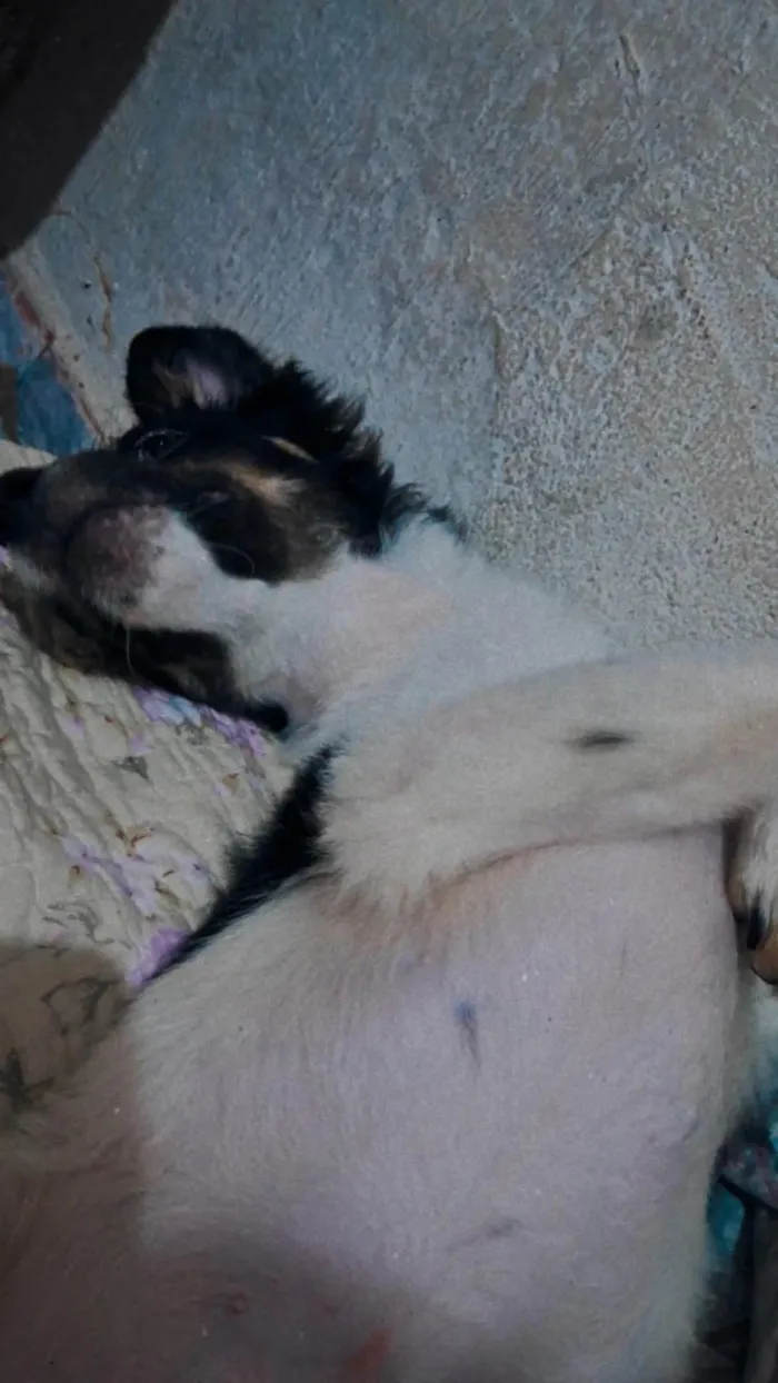 Cachorro ra a SRD-ViraLata idade 2 a 6 meses nome Major