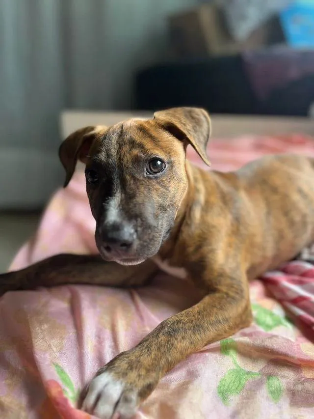 Cachorro ra a SRD-ViraLata idade 2 a 6 meses nome MENINO