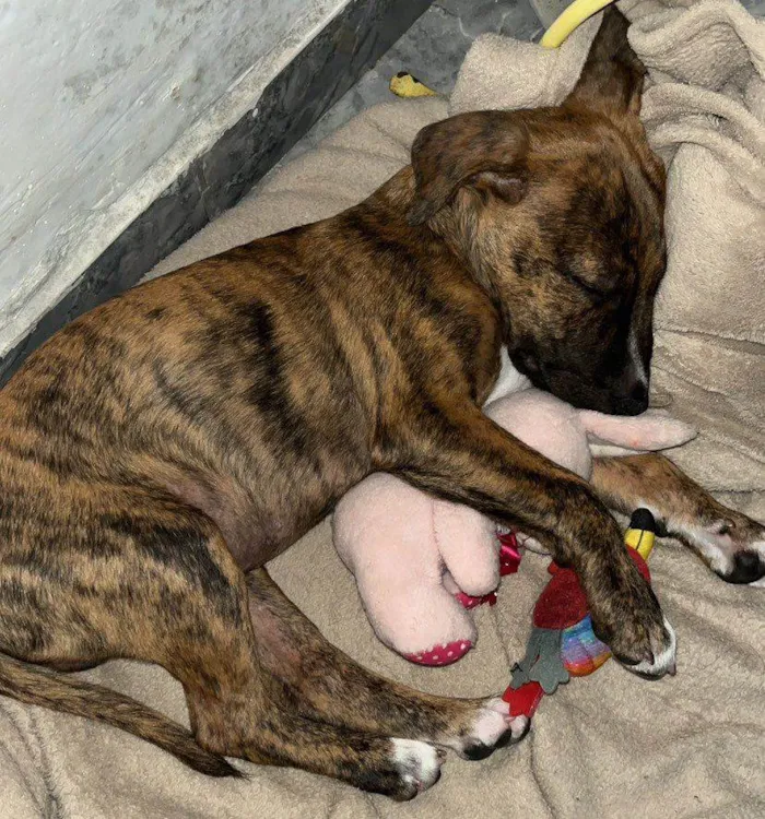 Cachorro ra a SRD-ViraLata idade 2 a 6 meses nome MENINO