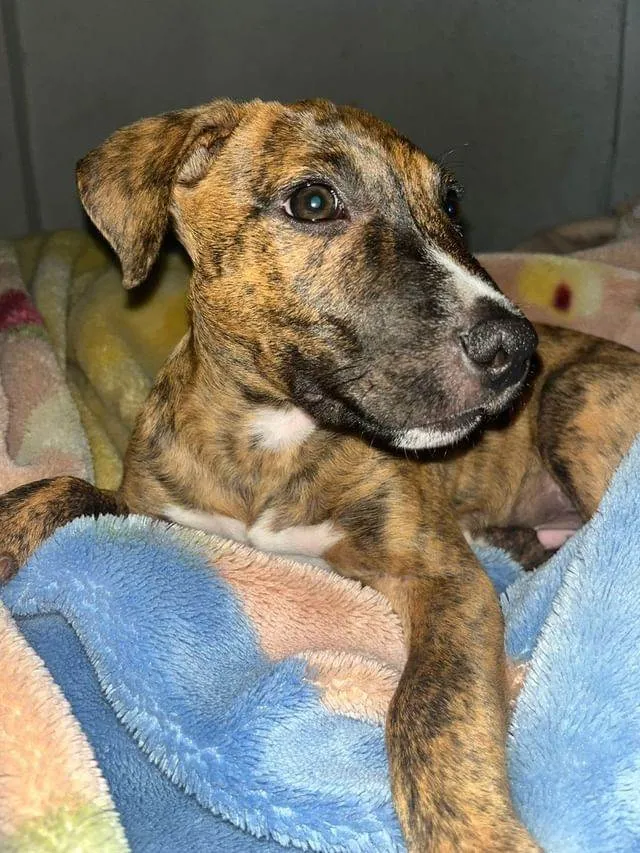 Cachorro ra a SRD-ViraLata idade 2 a 6 meses nome MENINO