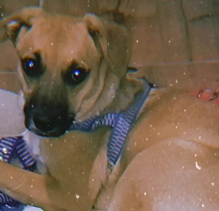 Cachorro ra a Vira lata idade 7 a 11 meses nome Luck