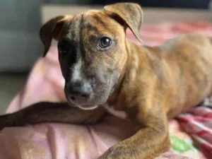 Cachorro raça SRD-ViraLata idade 2 a 6 meses nome MENINO