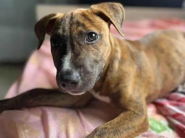 Cachorro ra a SRD-ViraLata idade 2 a 6 meses nome MENINO